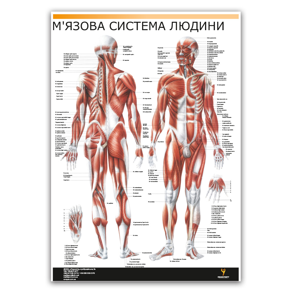 Плакат "Мышечная система человека" Медіспорт