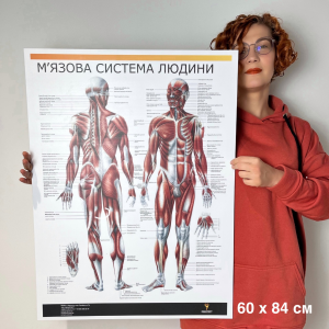 Плакат "М'язова система людини" Медіспорт