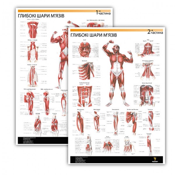 Комплект плакатів "Глибокі шари м'язів" (з 2 частин) Медіспорт