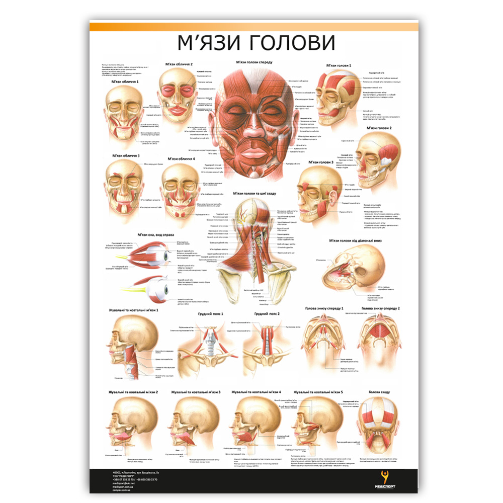 Плакат "М'язи голови" Медіспорт