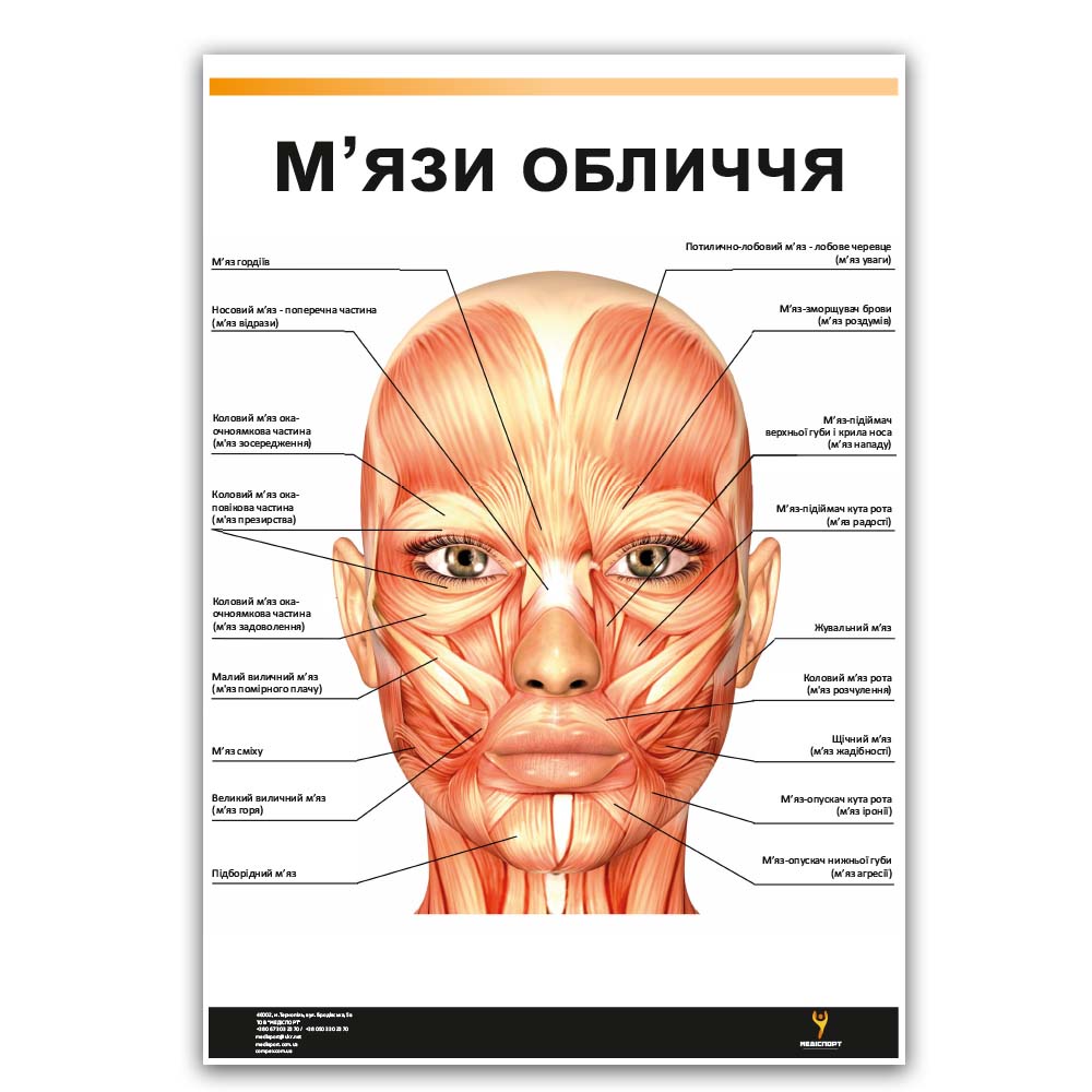 Плакат "М'язи обличчя" Медіспорт