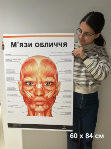 Плакат "М'язи обличчя" Медіспорт