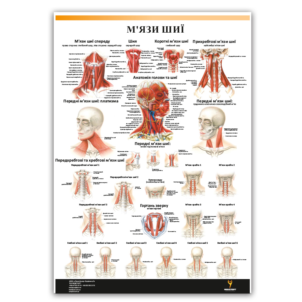 Плакат "М'язи шиї" Медіспорт