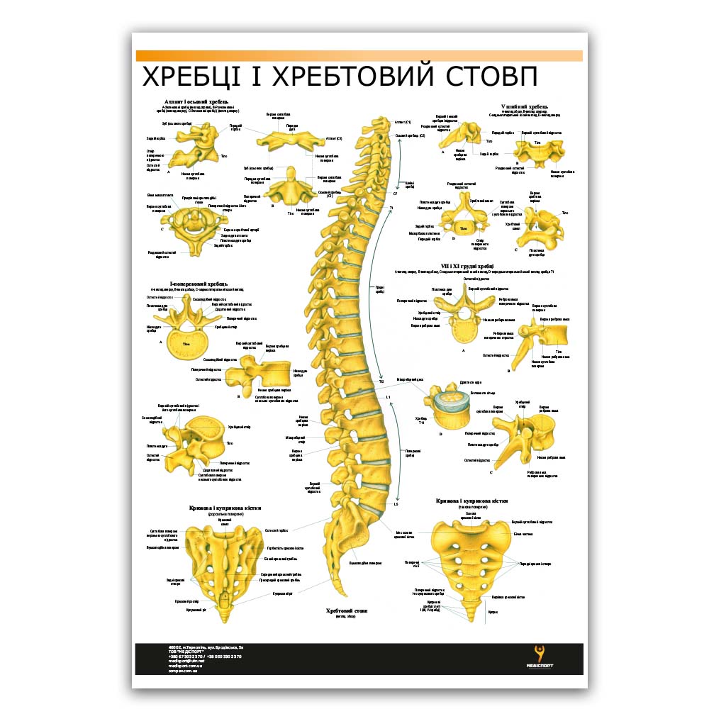 Плакат "Позвоночник человека" Медіспорт